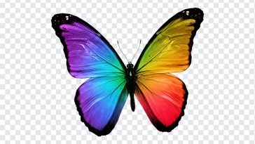 Rainbow Wings Butterfly, Butterfly PNG, Butterfly Wings, Rainbow Wings, Rainbow Wings Butterfly PNG, Rainbow, PNG, PNG Images, Transparent PNG Images, png free, png file, Free PNG, png download,