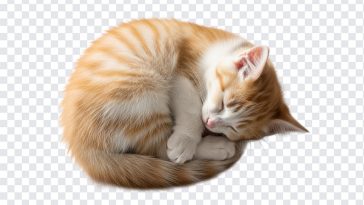 Sleeping Kitten, Sleeping, Sleeping Kitten PNG, Kitten PNG, Cat, PNG, PNG Images, Transparent PNG Images, png free, png file, Free PNG, png download,