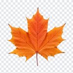 Autumn Maple Leaf, Autumn Maple, Maple Leaf PNG, Autumn Maple Leaf PNG, Autumn, PNG, PNG Images, Transparent PNG Images, png free, png file, Free PNG, png download,