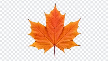 Autumn Maple Leaf, Autumn Maple, Maple Leaf PNG, Autumn Maple Leaf PNG, Autumn, PNG, PNG Images, Transparent PNG Images, png free, png file, Free PNG, png download,