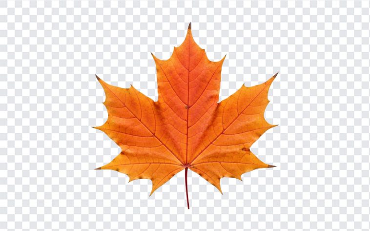 Autumn Maple Leaf, Autumn Maple, Maple Leaf PNG, Autumn Maple Leaf PNG, Autumn, PNG, PNG Images, Transparent PNG Images, png free, png file, Free PNG, png download,