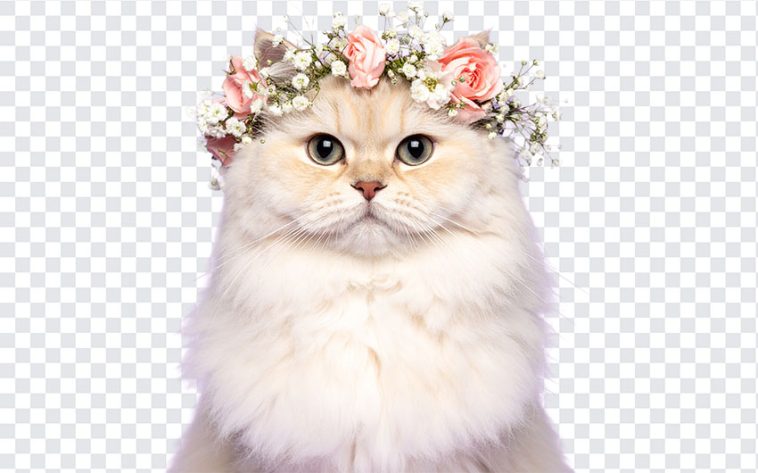Cat Wearing Flower Crown PNG, Cat PNG, Persian Cat, Fluffy Cream Persian Cat Wearing Flower Crown PNG, Fluffy Cream Persian Cat, PNG, PNG Images, Transparent PNG Images, png free, png file, Free PNG, png download,