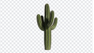Cactus, Tree, Cactus PNG, Cactus Tree, Mexico, PNG, PNG Images, Transparent PNG Images, png free, png file, Free PNG, png download,