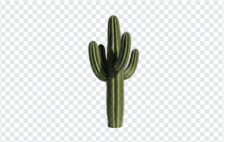 Cactus, Tree, Cactus PNG, Cactus Tree, Mexico, PNG, PNG Images, Transparent PNG Images, png free, png file, Free PNG, png download,