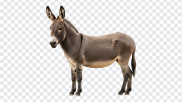 Donkey, Animal PNG, Donkey, Donkey PNG, Free Download, PNG, PNG Images, Transparent PNG Images, png free, png file, Free PNG, png download,