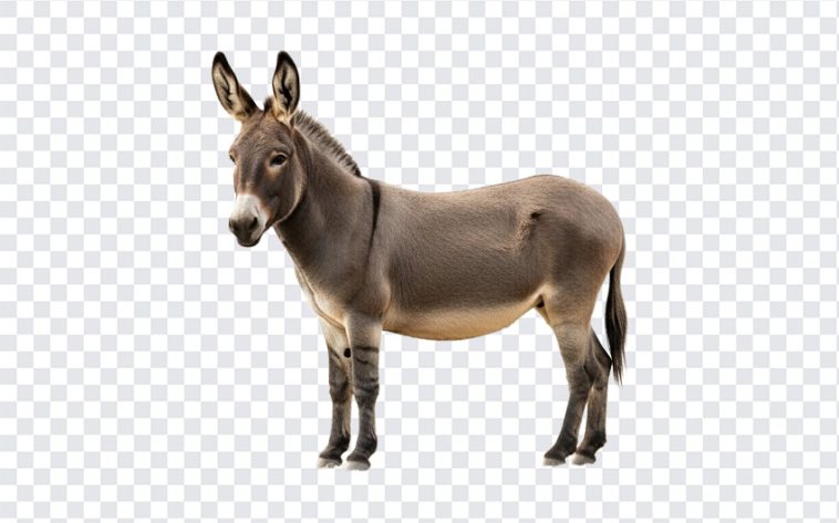 Donkey, Animal PNG, Donkey, Donkey PNG, Free Download, PNG, PNG Images, Transparent PNG Images, png free, png file, Free PNG, png download,
