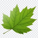 Green Leaf, Green, Green Leaf PNG, Leaf PNG, PNG, PNG Images, Transparent PNG Images, png free, png file, Free PNG, png download,