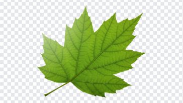 Green Leaf, Green, Green Leaf PNG, Leaf PNG, PNG, PNG Images, Transparent PNG Images, png free, png file, Free PNG, png download,