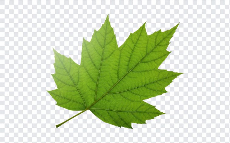 Green Leaf, Green, Green Leaf PNG, Leaf PNG, PNG, PNG Images, Transparent PNG Images, png free, png file, Free PNG, png download,