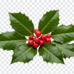 Holly Leaves Berries, Holly Leaves, Holly Leaves Berries PNG, Holly, PNG, PNG Images, Transparent PNG Images, png free, png file, Free PNG, png download,