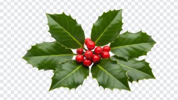Holly Leaves Berries, Holly Leaves, Holly Leaves Berries PNG, Holly, PNG, PNG Images, Transparent PNG Images, png free, png file, Free PNG, png download,