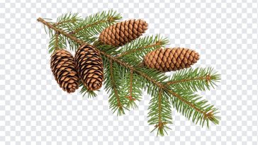 Pine Cones Spruce Branch, Spruce Branch PNG, Pine Cones Spruce, Pine Cones Spruce Branch PNG, Pine Cones, PNG, PNG Images, Transparent PNG Images, png free, png file, Free PNG, png download,