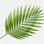 Tropical Palm Leaf, Palm Leaf PNG, Palm Clipart, Tropical Palm, Tropical Palm Leaf PNG, Tropical, PNG, PNG Images, Transparent PNG Images, png free, png file, Free PNG, png download,
