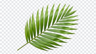 Tropical Palm Leaf, Palm Leaf PNG, Palm Clipart, Tropical Palm, Tropical Palm Leaf PNG, Tropical, PNG, PNG Images, Transparent PNG Images, png free, png file, Free PNG, png download,