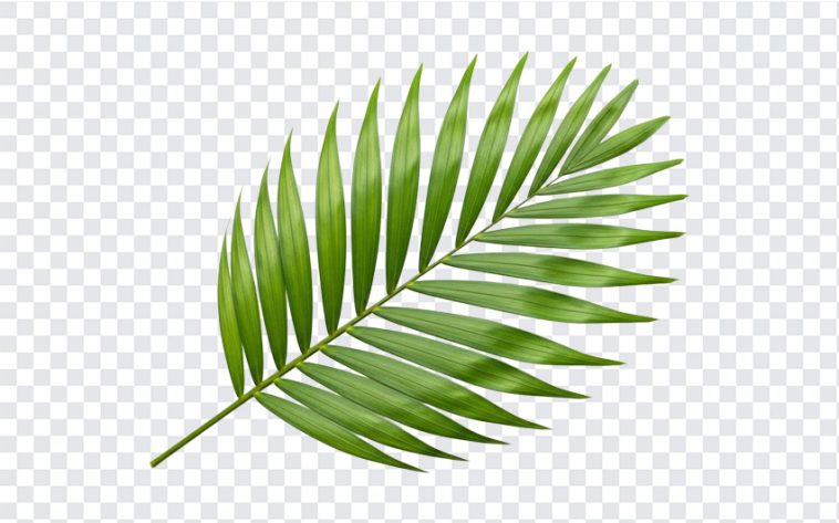 Tropical Palm Leaf, Palm Leaf PNG, Palm Clipart, Tropical Palm, Tropical Palm Leaf PNG, Tropical, PNG, PNG Images, Transparent PNG Images, png free, png file, Free PNG, png download,