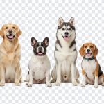 Dogs, Transparent Dogs Image, Dogs PNG, Different Breeds, PNG, PNG Images, Transparent PNG Images, png free, png file, Free PNG, png download,
