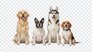 Dogs, Transparent Dogs Image, Dogs PNG, Different Breeds, PNG, PNG Images, Transparent PNG Images, png free, png file, Free PNG, png download,