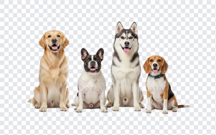 Dogs, Transparent Dogs Image, Dogs PNG, Different Breeds, PNG, PNG Images, Transparent PNG Images, png free, png file, Free PNG, png download,