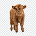 Cute Baby Highland Cow, Highland Cow PNG, Cow PNG, Transparent Animal, Cute Baby Highland, Cute Baby Highland Cow PNG, Cute Baby, PNG, PNG Images, Transparent PNG Images, png free, png file, Free PNG, png download,