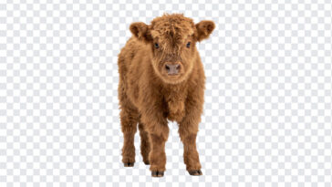 Cute Baby Highland Cow, Highland Cow PNG, Cow PNG, Transparent Animal, Cute Baby Highland, Cute Baby Highland Cow PNG, Cute Baby, PNG, PNG Images, Transparent PNG Images, png free, png file, Free PNG, png download,