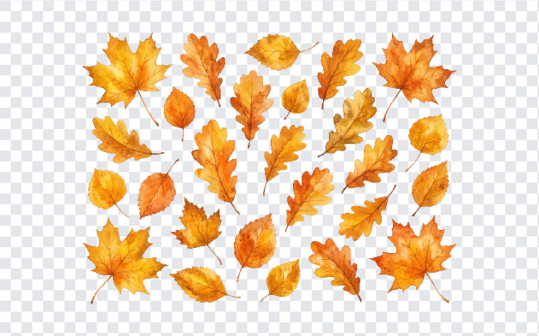 Golden Autumn Fall Leaves, Autumn Leaves PNG, Golden Autumn Fall Leaves PNG, Golden Autumn, Fall Leaves PNG, PNG, PNG Images, Transparent PNG Images, png free, png file, Free PNG, png download,