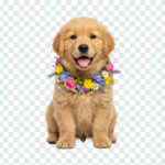 Golden Retriever Puppy With Flowers, Puppy, Golden Retriever, Puppy With Flowers PNG, Golden Retriever Puppy With Flowers PNG, Golden Retriever Puppy, PNG, PNG Images, Transparent PNG Images, png free, png file, Free PNG, png download,