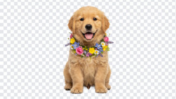 Golden Retriever Puppy With Flowers, Puppy, Golden Retriever, Puppy With Flowers PNG, Golden Retriever Puppy With Flowers PNG, Golden Retriever Puppy, PNG, PNG Images, Transparent PNG Images, png free, png file, Free PNG, png download,