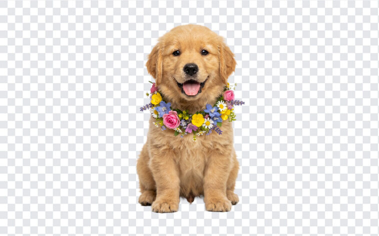 Golden Retriever Puppy With Flowers, Puppy, Golden Retriever, Puppy With Flowers PNG, Golden Retriever Puppy With Flowers PNG, Golden Retriever Puppy, PNG, PNG Images, Transparent PNG Images, png free, png file, Free PNG, png download,