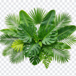 Tropical Green Palm Leaves, Leaves PNG, Tropical Leaves PNG, Tropical Green Palm Leaves PNG, Tropical Green, Green Palm Leaves PNG, PNG, PNG Images, Transparent PNG Images, png free, png file, Free PNG, png download,