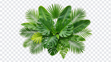 Tropical Green Palm Leaves, Leaves PNG, Tropical Leaves PNG, Tropical Green Palm Leaves PNG, Tropical Green, Green Palm Leaves PNG, PNG, PNG Images, Transparent PNG Images, png free, png file, Free PNG, png download,