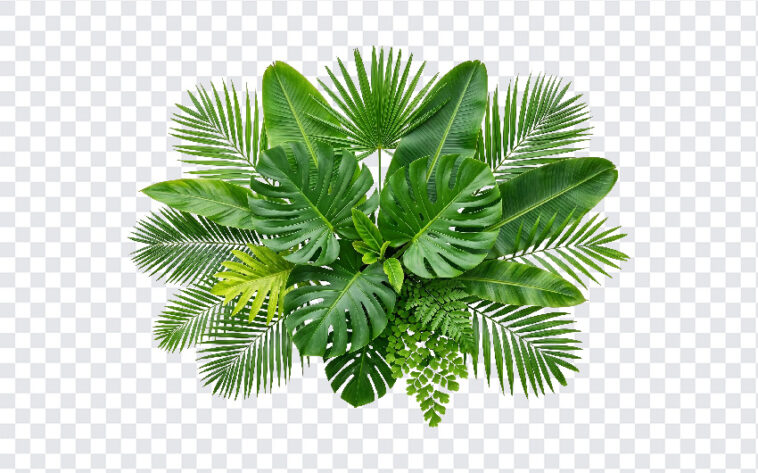 Tropical Green Palm Leaves, Leaves PNG, Tropical Leaves PNG, Tropical Green Palm Leaves PNG, Tropical Green, Green Palm Leaves PNG, PNG, PNG Images, Transparent PNG Images, png free, png file, Free PNG, png download,