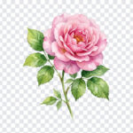 Watercolor Pink Rose Flower, Flower PNG, Rose Flower PNG, Watercolor Pink Rose, Watercolor Pink Rose Flower PNG, Pink Rose Flower PNG, Watercolor Pink, PNG, PNG Images, Transparent PNG Images, png free, png file, Free PNG, png download,