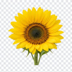Bright Yellow Sunflower Flower Isolated Transparent PNG, realistic style, perfect for floral designs, transparent background PNG.