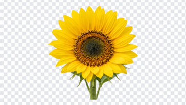 Bright Yellow Sunflower Flower Isolated Transparent PNG, realistic style, perfect for floral designs, transparent background PNG.