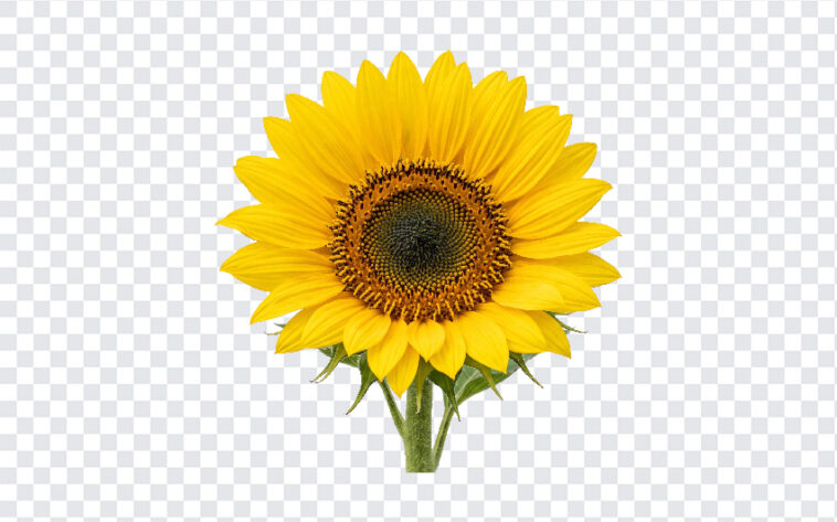 Bright Yellow Sunflower Flower Isolated Transparent PNG, realistic style, perfect for floral designs, transparent background PNG.