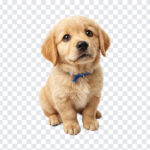 Cute Golden Retriever Puppy PNG with adorable expression, ideal for pet-themed designs, transparent background PNG.