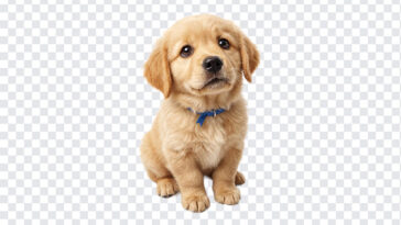 Cute Golden Retriever Puppy PNG with adorable expression, ideal for pet-themed designs, transparent background PNG.