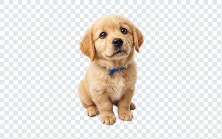 Cute Golden Retriever Puppy PNG with adorable expression, ideal for pet-themed designs, transparent background PNG.