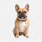 French Bulldog Isolated White Background, realistic style, perfect for pet-themed designs, transparent background PNG.