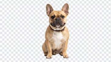 French Bulldog Isolated White Background, realistic style, perfect for pet-themed designs, transparent background PNG.