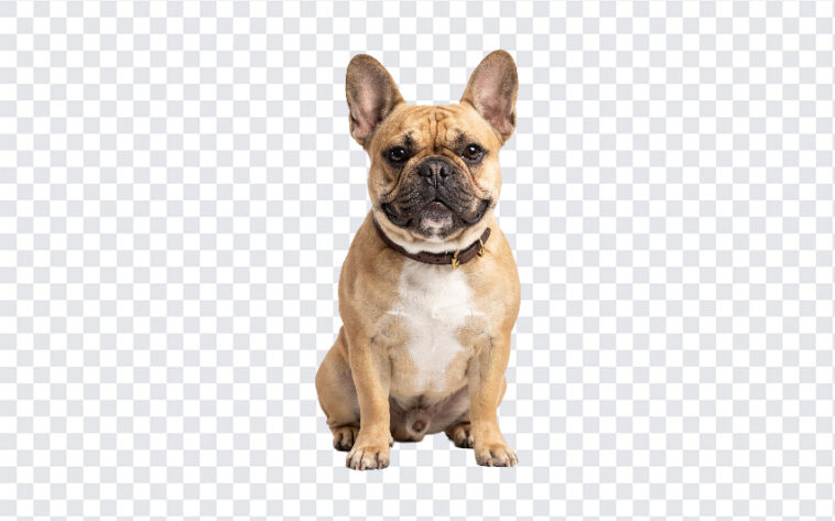 French Bulldog Isolated White Background, realistic style, perfect for pet-themed designs, transparent background PNG.