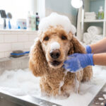 Funny Poodle Bath Bubbles Grooming Scaled in a playful setting, perfect for pet care ads, transparent background PNG.