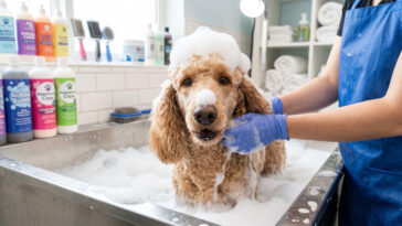 Funny Poodle Bath Bubbles Grooming Scaled in a playful setting, perfect for pet care ads, transparent background PNG.