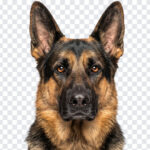 German Shepherd Portrait Headshot Isolated PNG with realistic style for pet projects, transparent background PNG.