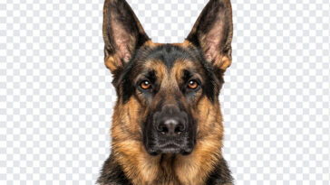 German Shepherd Portrait Headshot Isolated PNG with realistic style for pet projects, transparent background PNG.