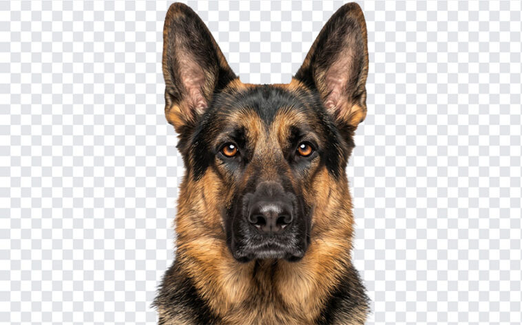 German Shepherd Portrait Headshot Isolated PNG with realistic style for pet projects, transparent background PNG.