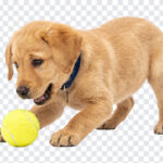Labrador Retriever Puppy Playing Tennis Ball PNG, realistic style, perfect for pet-themed designs, transparent background PNG.