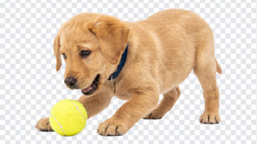 Labrador Retriever Puppy Playing Tennis Ball PNG, realistic style, perfect for pet-themed designs, transparent background PNG.