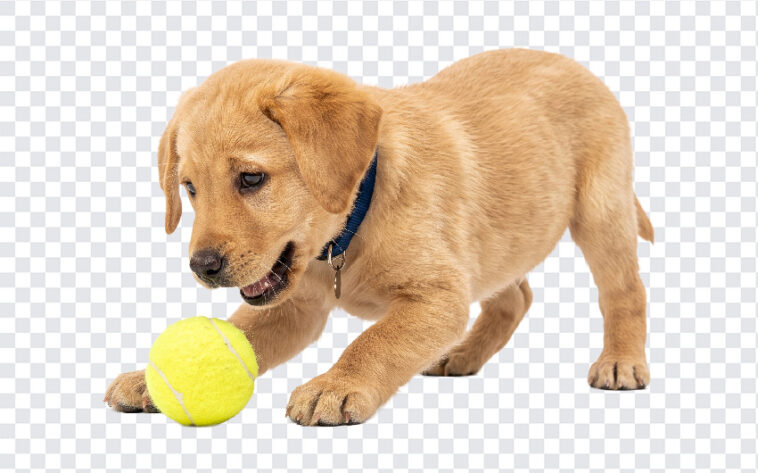 Labrador Retriever Puppy Playing Tennis Ball PNG, realistic style, perfect for pet-themed designs, transparent background PNG.