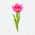 Pink Tulip Spring Flower Bloom Isolated Transparent PNG, realistic style, perfect for floral designs, transparent background PNG.